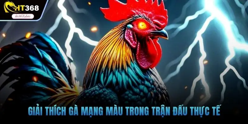 Giải thích gà mạng màu trong trận đấu thực tế