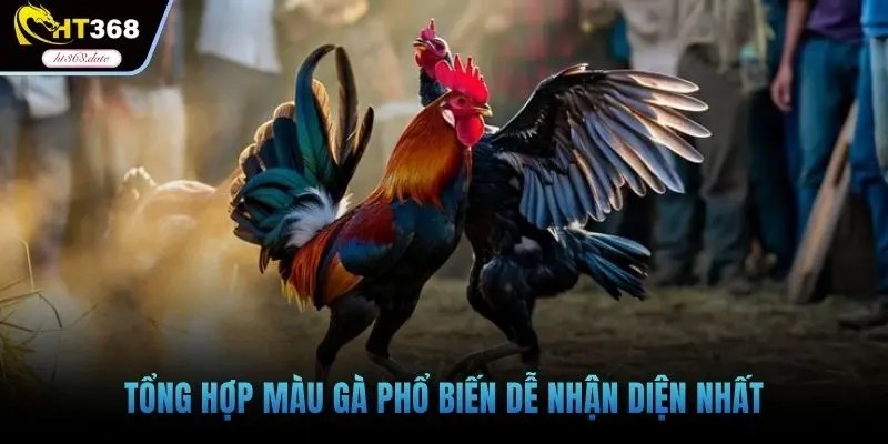 Tổng hợp màu gà phổ biến dễ nhận diện nhất