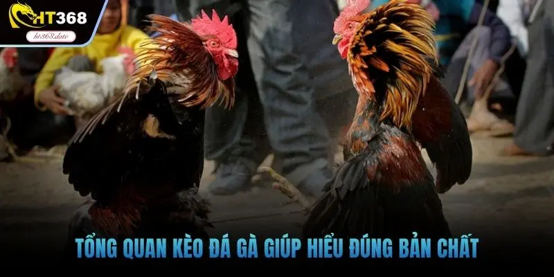 Tổng quan kèo đá gà giúp hiểu đúng bản chất