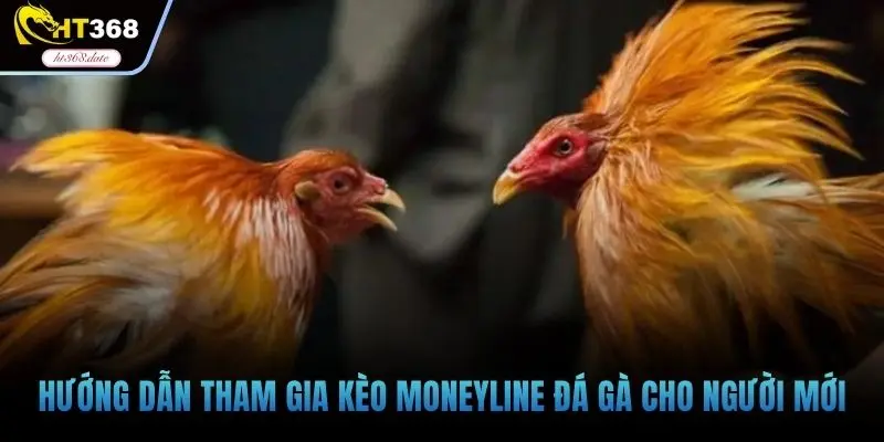 Hướng dẫn tham gia kèo Moneyline đá gà cho người mới