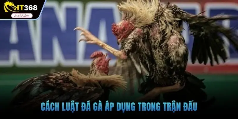 Cách luật đá gà áp dụng trong trận đấu