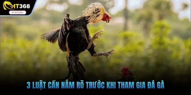 3 luật cần nắm rõ trước khi tham gia đá gà