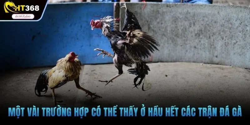 Một vài trường hợp có thể thấy ở hầu hết các trận đá gà
